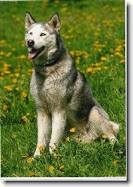 Siberian Husky
