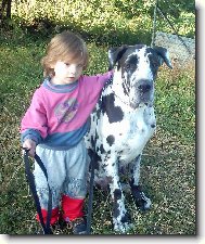 Deutsche Dogge