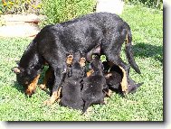 Beauce sheep dog \\\\\(beauceron\\\\\) \\\\\(Dog standard\\\\\)