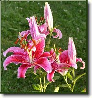 Lilium