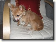 Chihuahua