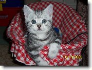 British shorthairs cat