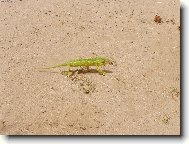 Chameleon v Africe