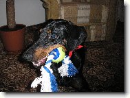 Dobermann, Doberman