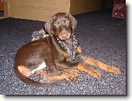 Dobermann, Doberman