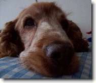 English Cocker Spaniel