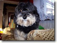 Lhasa Apso