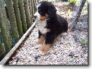 Berner Sennenhund