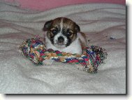Chihuahua