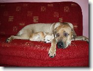 Fila Brasileiro