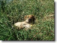 Fila Brasileiro