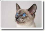 Siamese cat