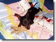 PRAGUE RATTER