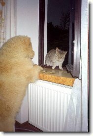 Chow Chow