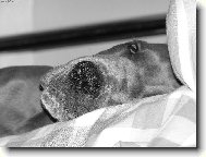 Deutsche Dogge