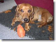 Dachshund