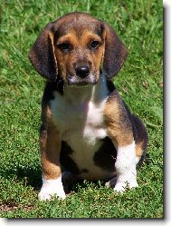 Beagle