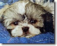 icu, Shih-Tzu