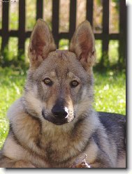 Chechoslovakian wolfdog \\\\\(Dog standard\\\\\)