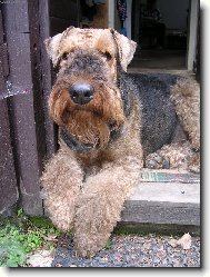 Airedale terrier \(Dog standard\)