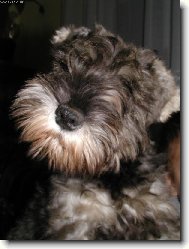 Zwergschnauzer, Miniature Schnauzer