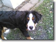 Berner Sennenhund