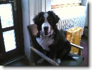 Berner Sennenhund