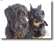 Schnauzer
