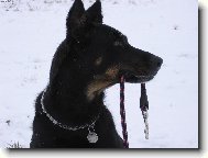 Beauce sheep dog \\\\\(beauceron\\\\\) \\\\\(Dog standard\\\\\)