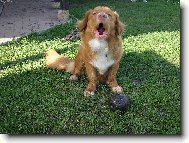Nova Scotia Duck Tolling Retriever
