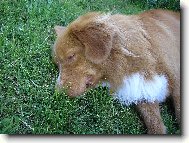 Nova Scotia Duck Tolling Retriever