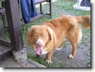 Nova Scotia Duck Tolling Retriever
