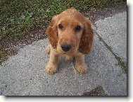 English Cocker Spaniel