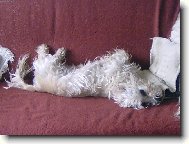 Dandie Dinmont Terrier