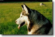 Siberian Husky