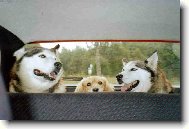 Siberian Husky