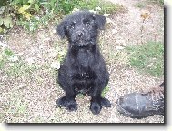 Chinese Crested Dog