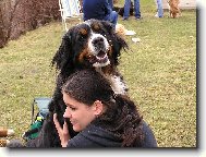 Berner Sennenhund
