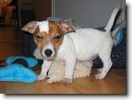 Jack Russell Terrier