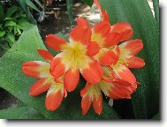 Clivia