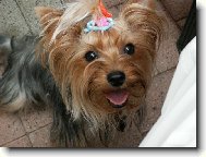 Jorkšírský terier, Yorkshire Terrier,