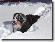 Berner Sennenhund