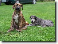 Deutsche Dogge