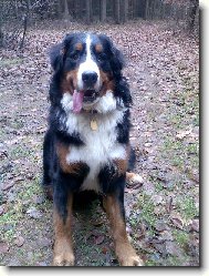Berner Sennenhund