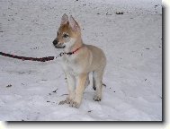 Czechoslovakian wolfdog
