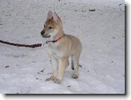 Chechoslovakian wolfdog \\\\\(Dog standard\\\\\)