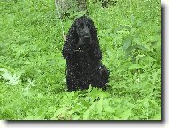 English Cocker Spaniel