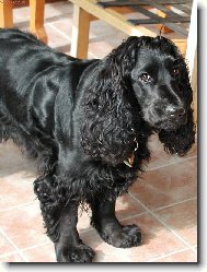 English Cocker Spaniel