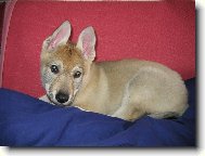 Czechoslovakian wolfdog