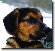 Beagle